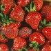 Quinalt Everbearing Strawberry 10 Bare Root Plants - Huge Fruit Size   